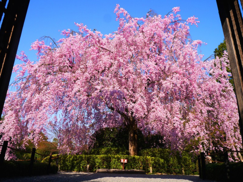 退蔵院の紅しだれ桜